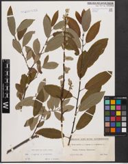 Foto von Salix caprea L. x Salix cinerea L.